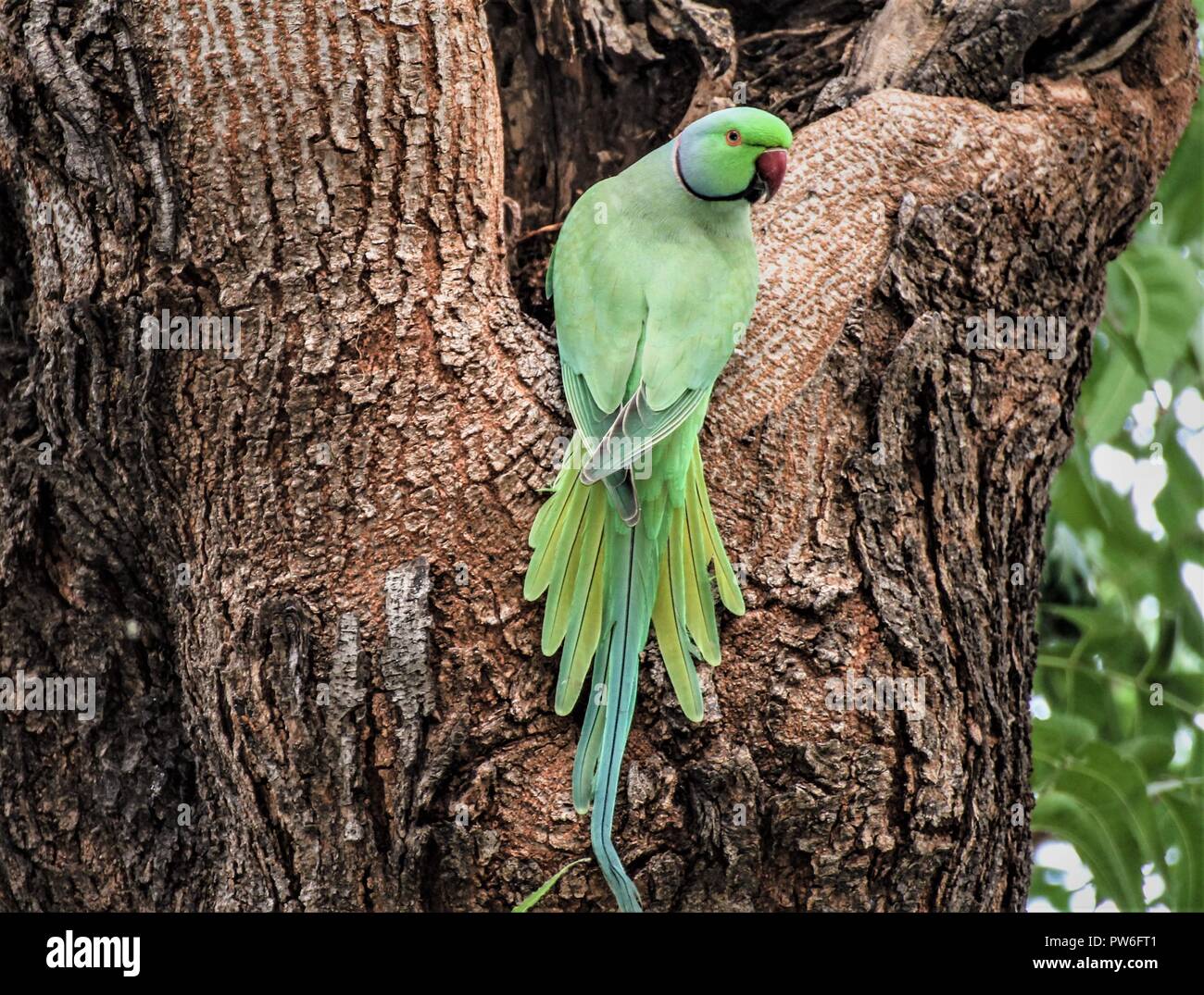 The rose-ringed parakeet (Psittacula krameri), also known as the ring-necked parakeet, is a medium-sized parrot in the genus Psittacula of the family Stock Photo