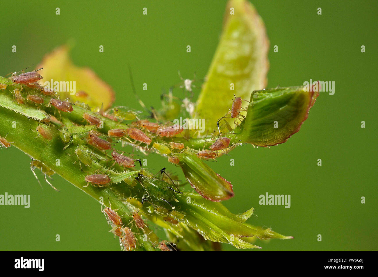 Eat aphid hires stock photography and images Alamy