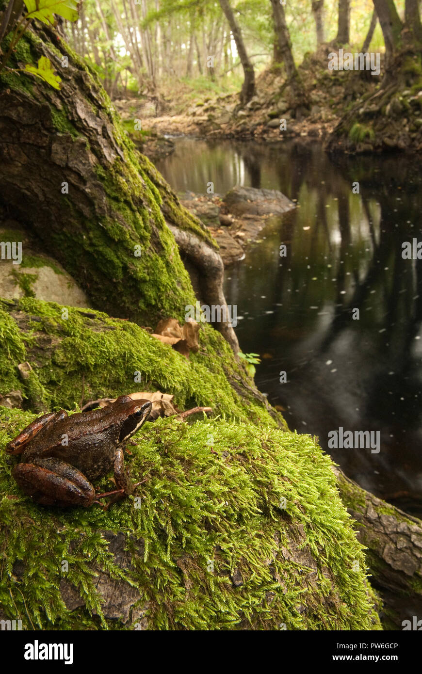 Iberian frog, leggy frog, on the riverbank, aquatic fauna Stock Photo