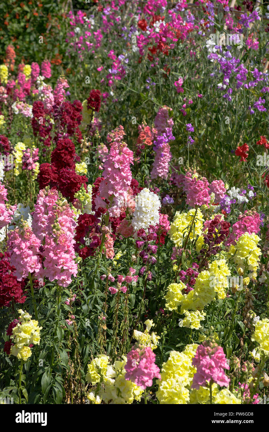 Flowers for cutting in the vegetable garden, Tresco Abbey Garden, Tresco, Isles of Scilly, UK Stock Photo