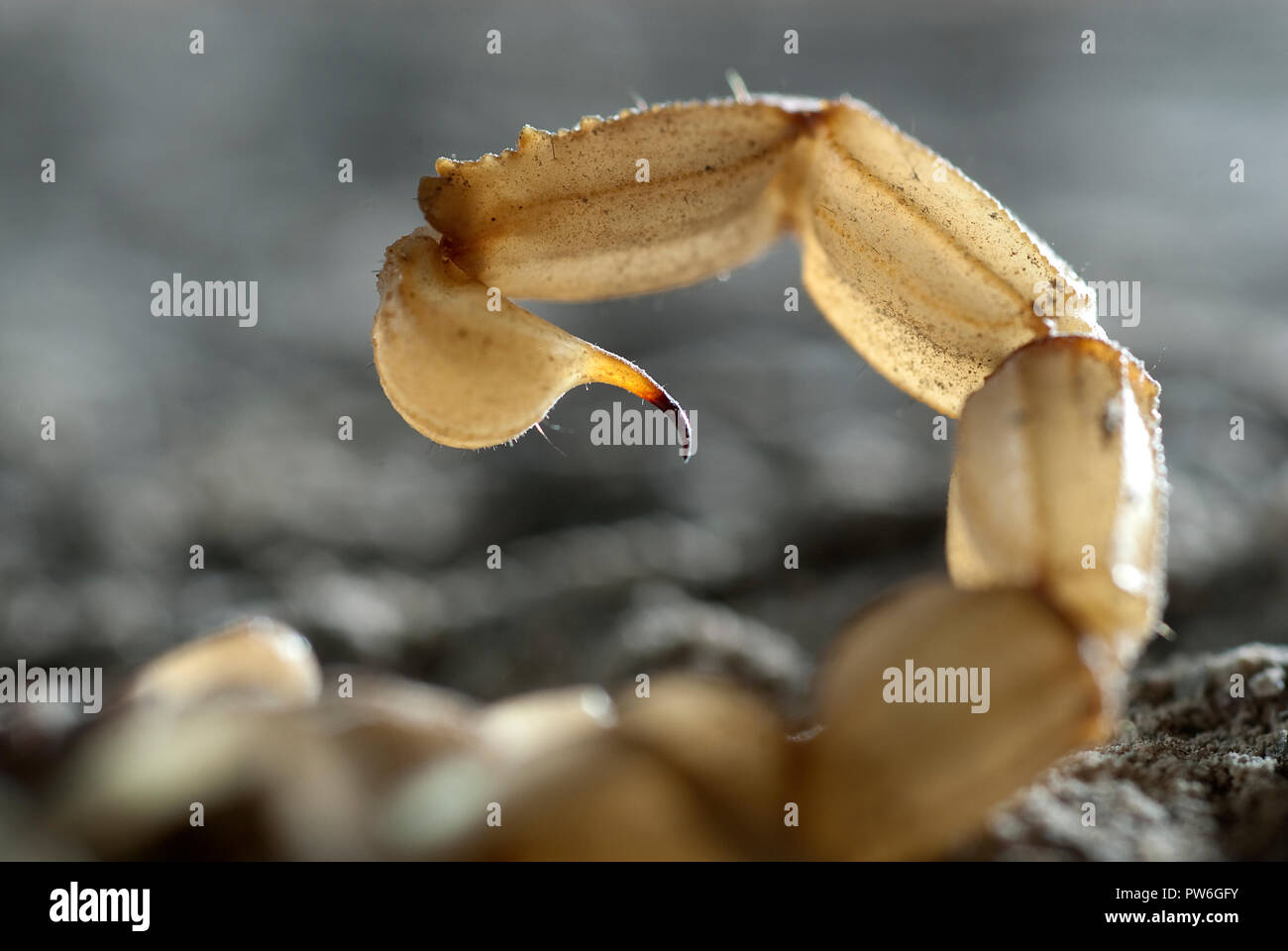 Scorpion, Buthus occitanus, yellow scorpion, sting Stock Photo