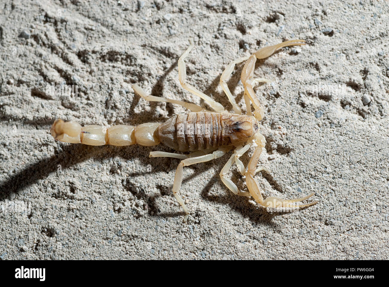 Scorpion, Buthus occitanus, yellow scorpion, sting Stock Photo