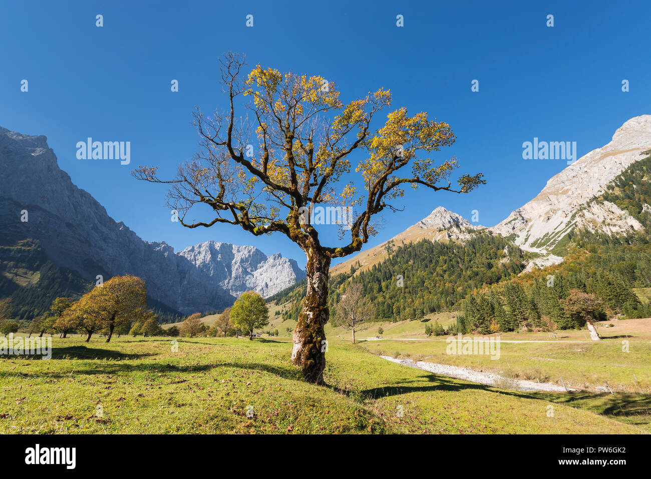 Autumn colored solitary maple trees on the Grosser Ahornboden in the Karwendel mountains, Tyrol, Austria Stock Photo