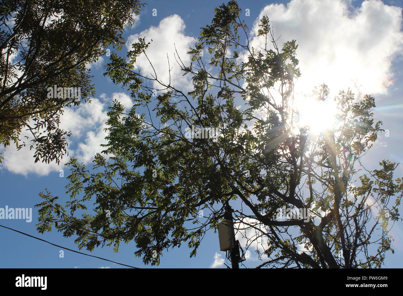 Sun shining through the tree tops with clouds in a blue sky - example of sunny weather or summer weather Stock Photo