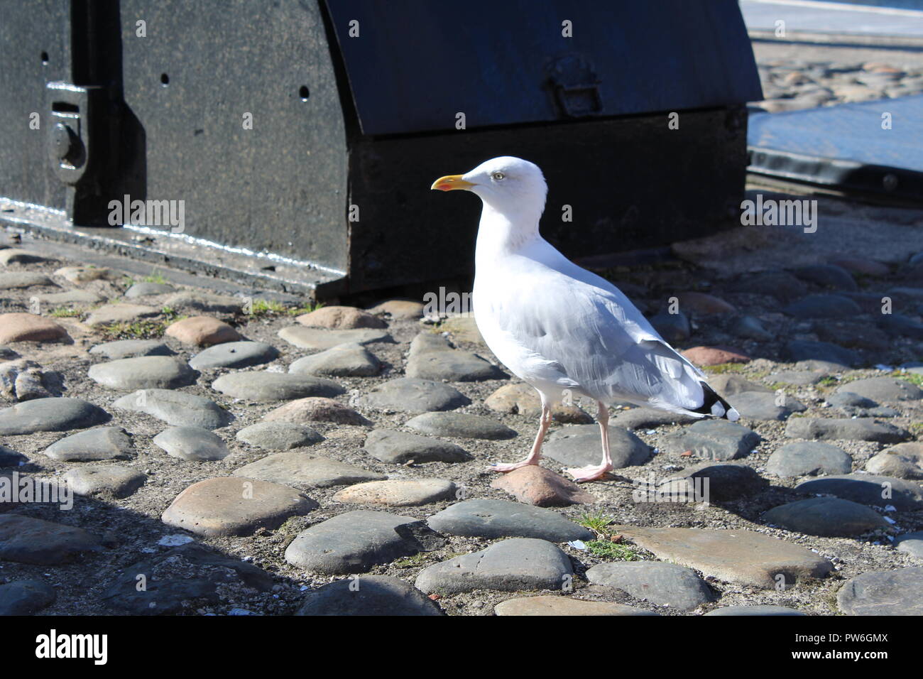 Seagull on the shore by the River Mersey, Albert Dock, Liverpool Stock Photo