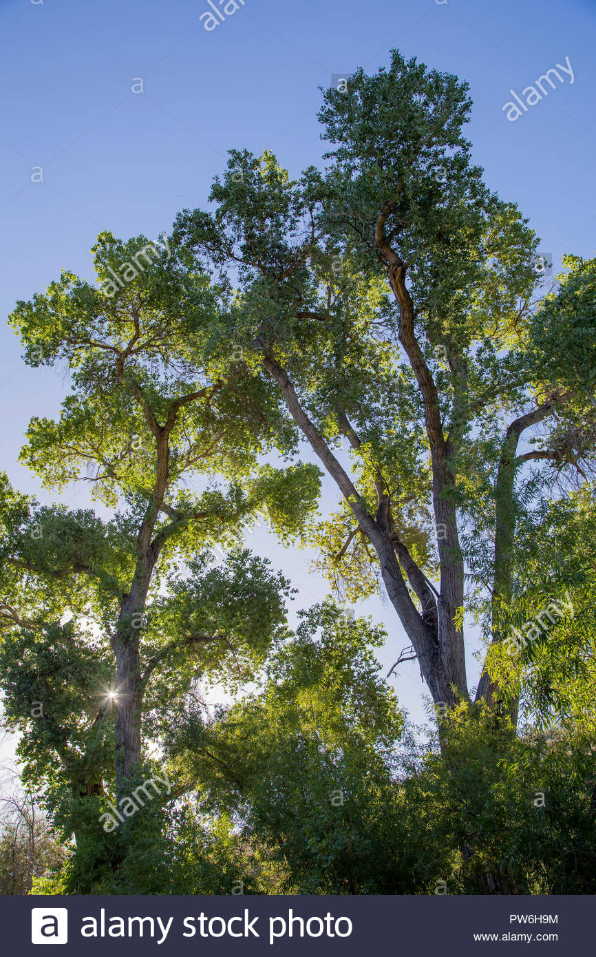 Cottonwood Tree Arizona Stock Photos & Cottonwood Tree Arizona Stock Images Alamy