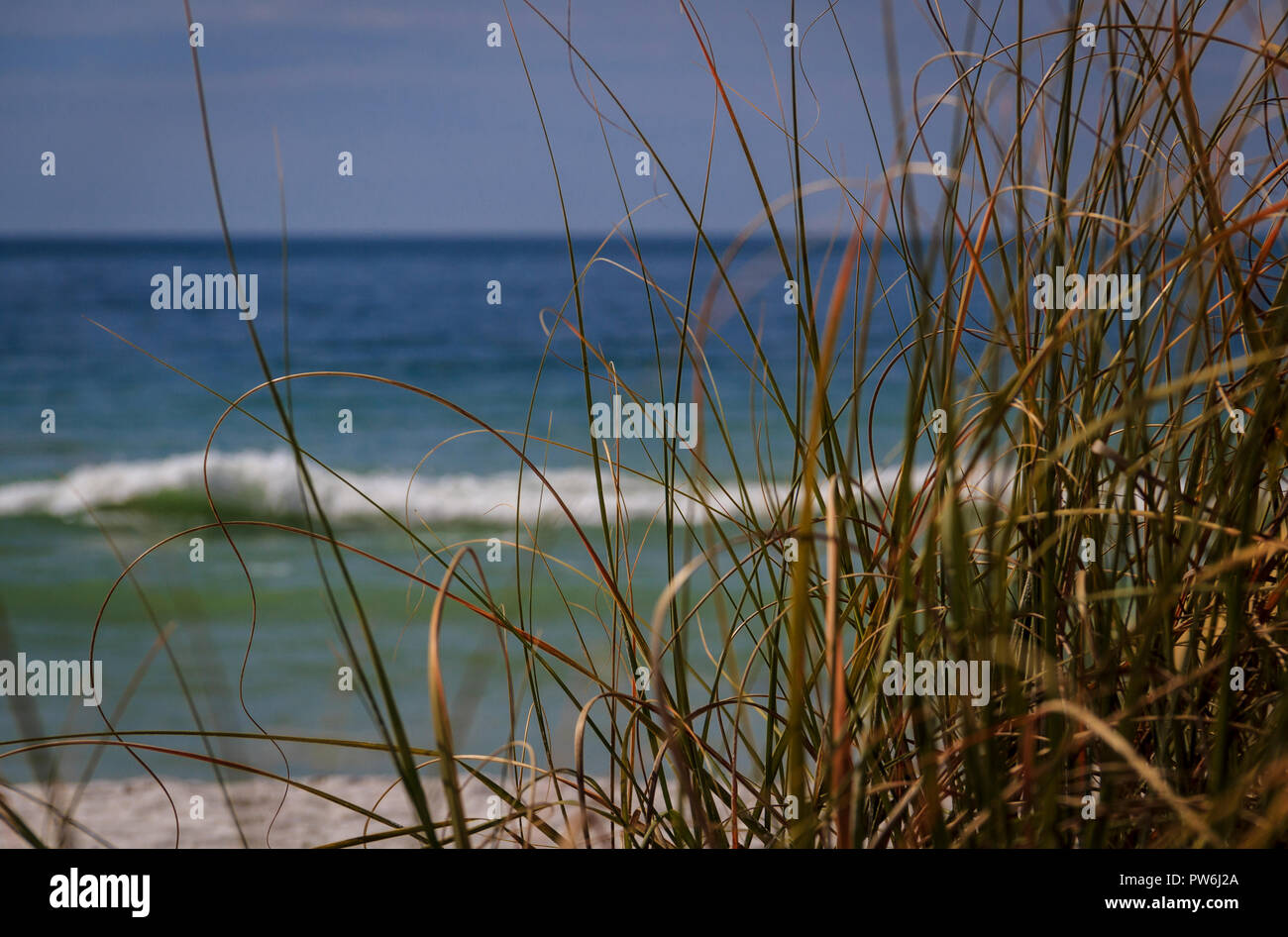 Closeup beach grass against backdrop of gulf coast waters, Florida Stock Photo
