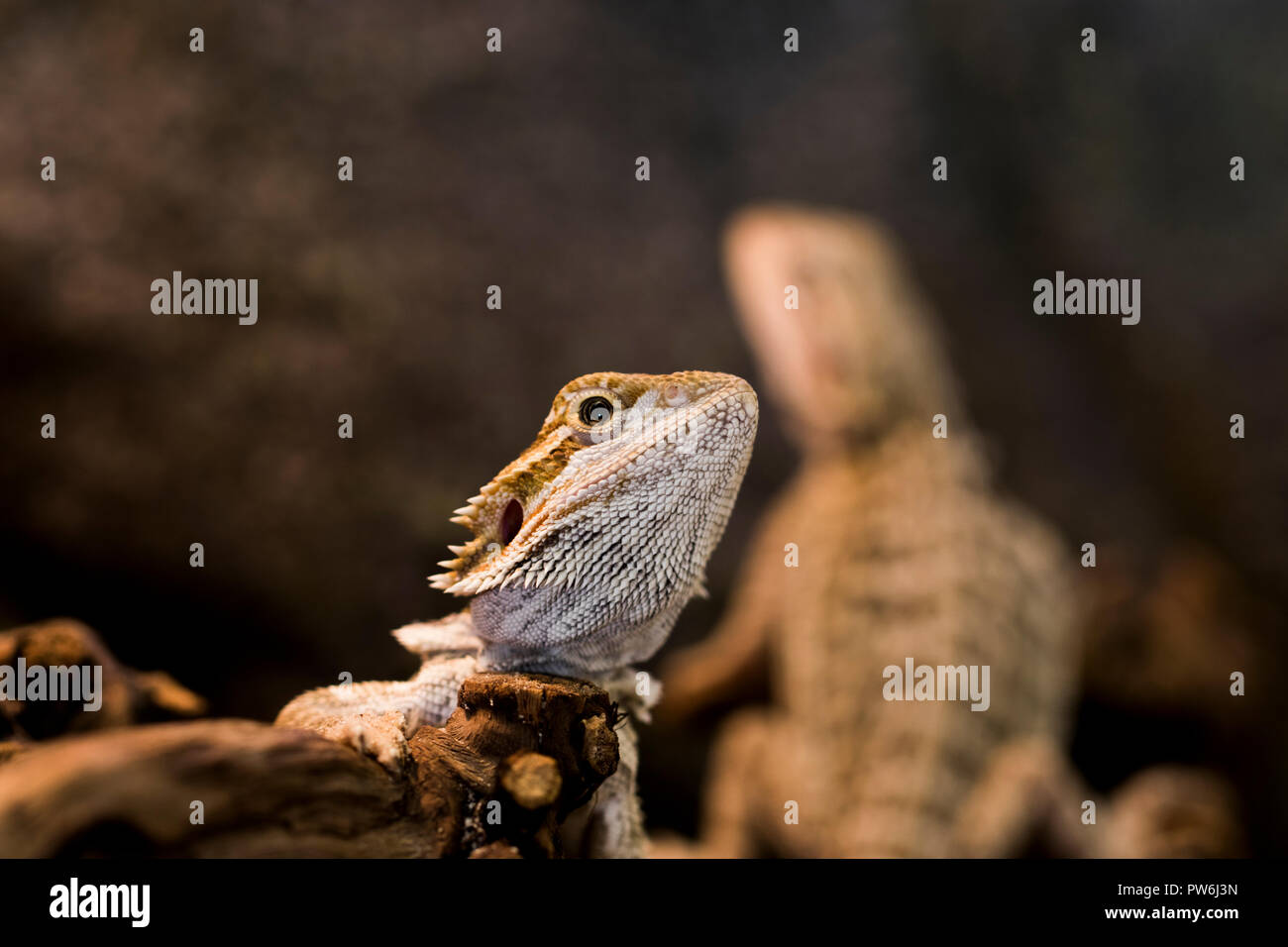 Small Geckos resting and sun bathing. Cold blooded lizard close up. Stock Photo