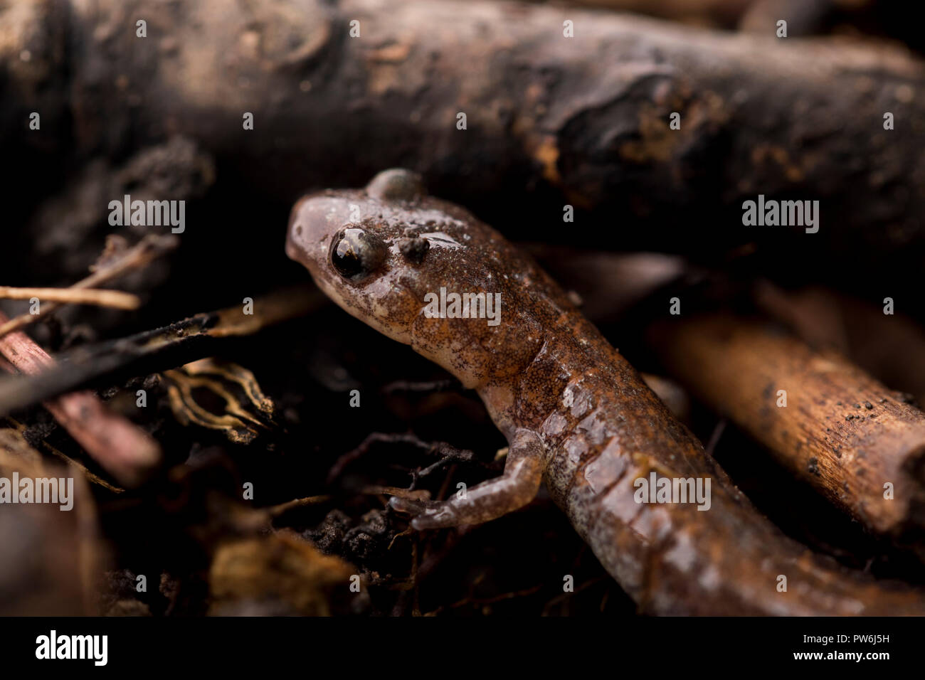 Salamander Lizard Close Up Cute Little Reptile Hidden Among The