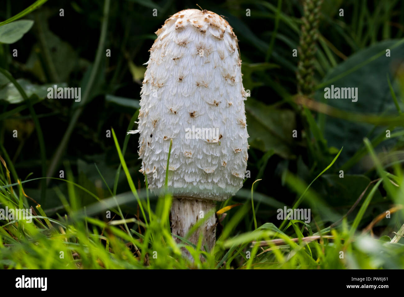Choice edible mushroom growing in the grass. Coprinus comatus fungi close up. Stock Photo