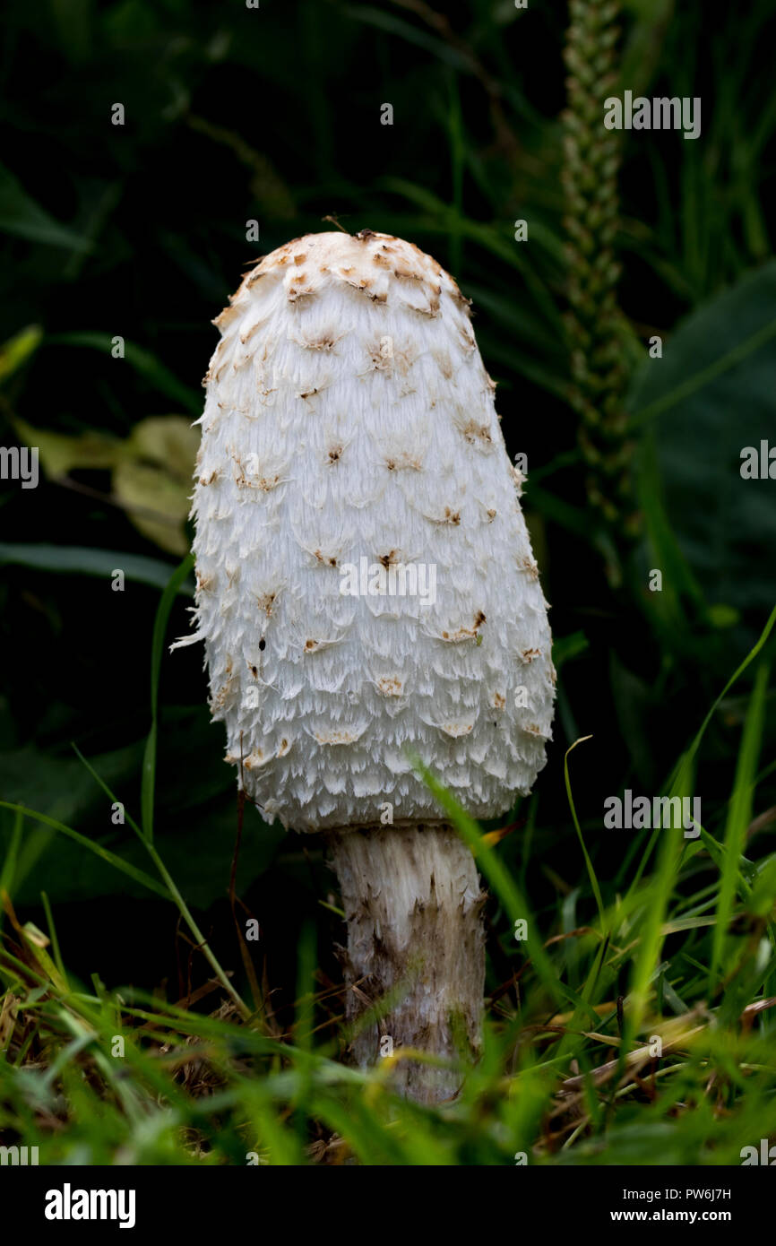 Large lawyers wig white mushroom growing in long grass. Coprinus comatus choice edible mushroom. Stock Photo