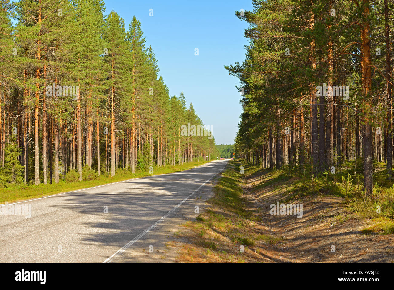 Road in pine forest on sunny day. Finnish Lapland Stock Photo
