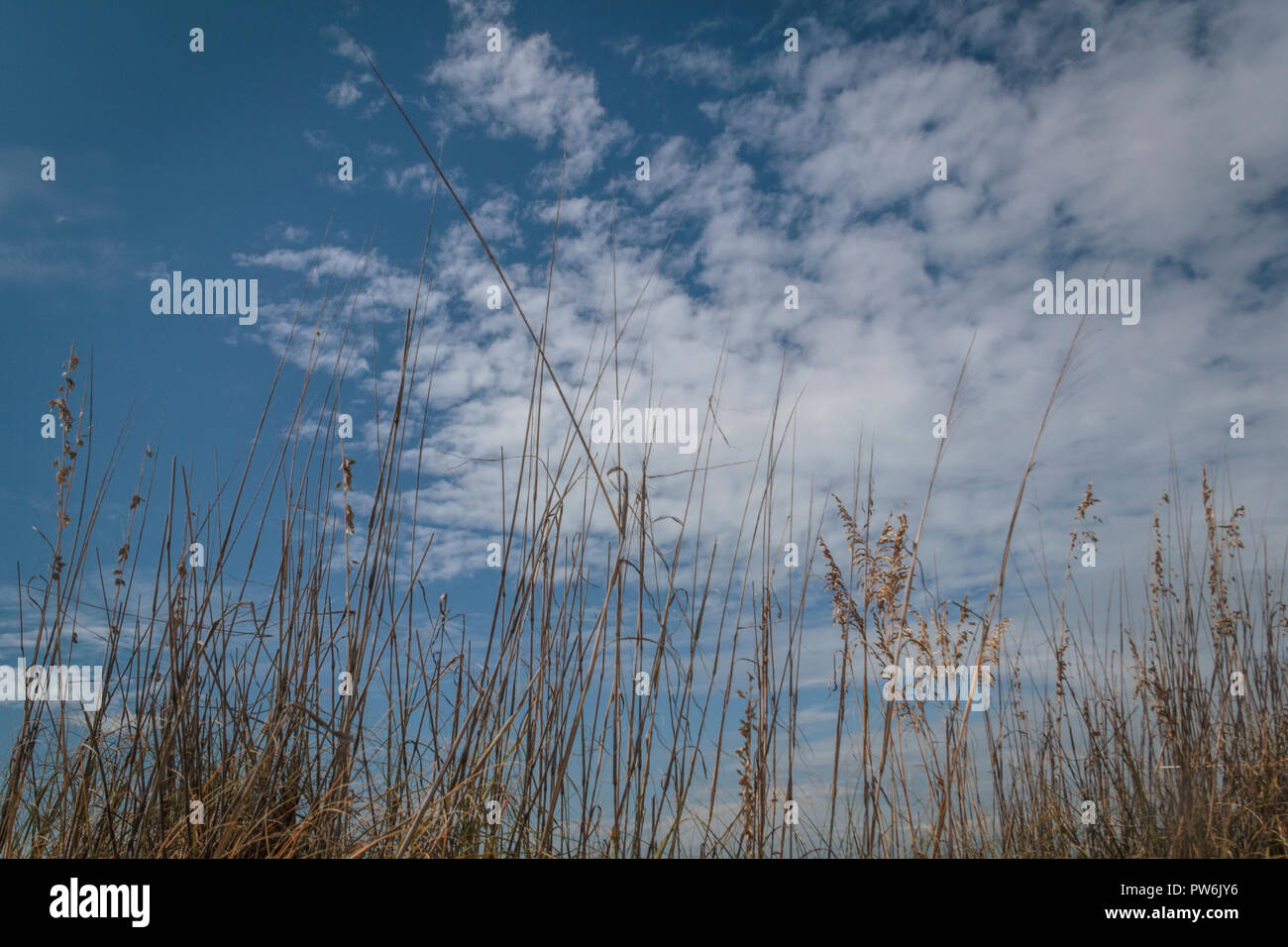 Skyward view of beach grass on Florida's gulf coast Stock Photo
