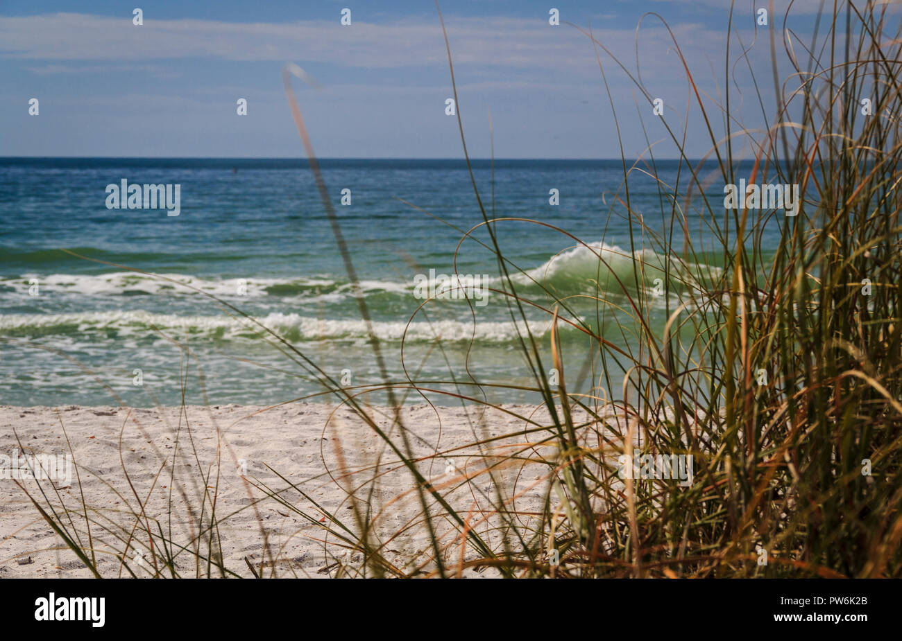Beach grass growing on sand dunes at Florida's gulf coast Stock Photo