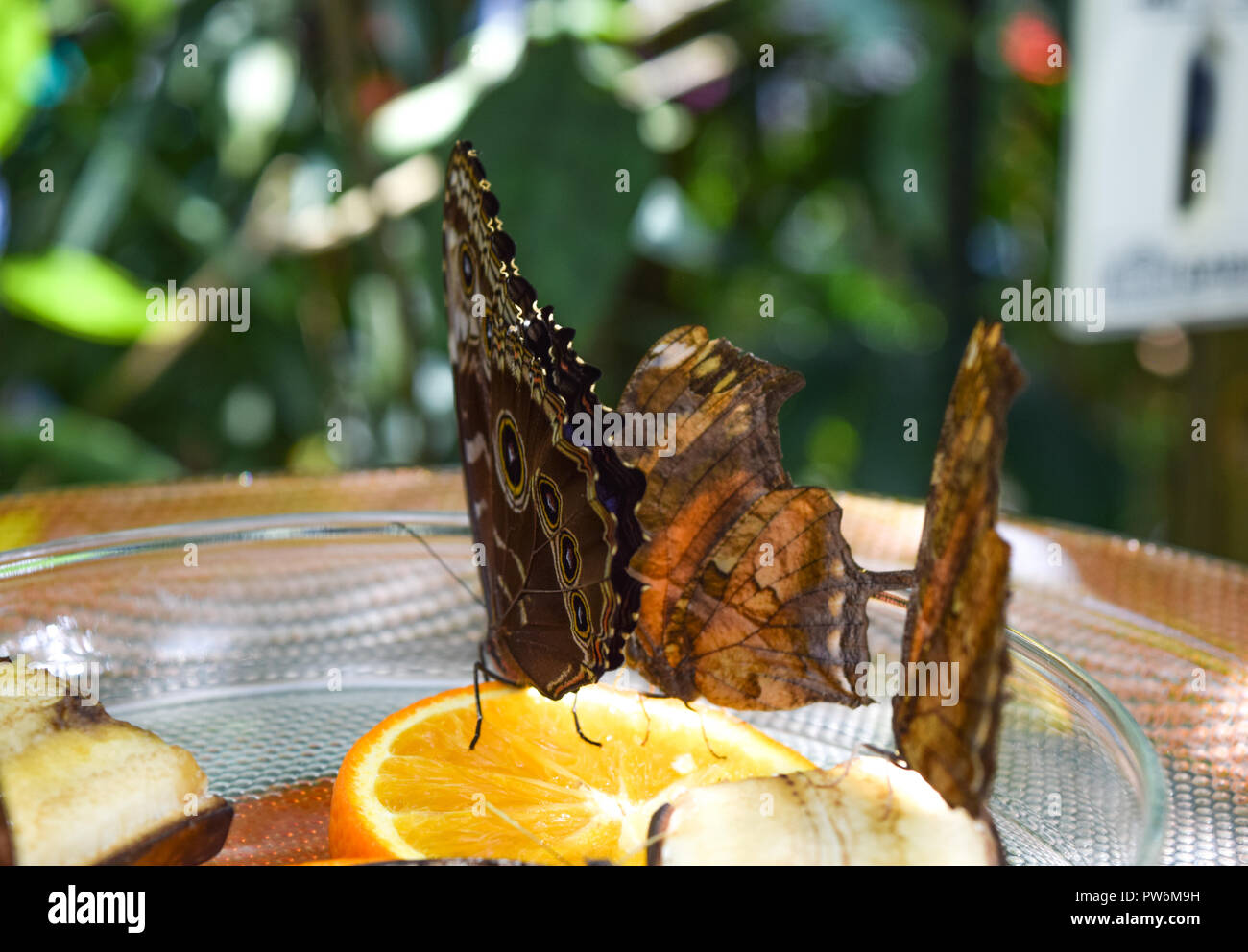 What do butterflies eat hires stock photography and images Alamy