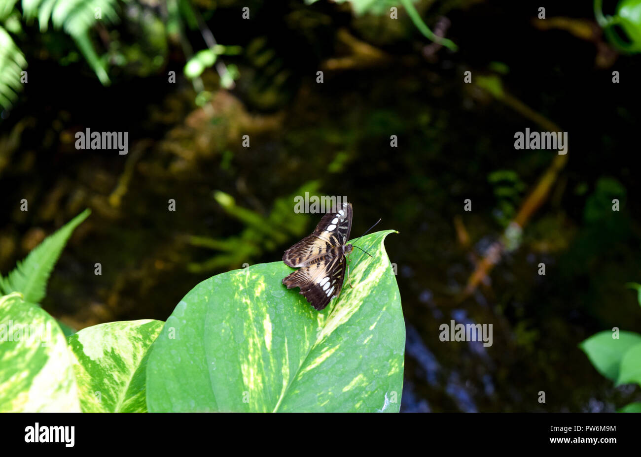 Butterfly sitting on a plant Stock Photo - Alamy