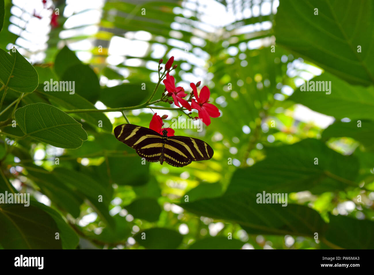 Butterfly flying in front of plants Stock Photo Alamy