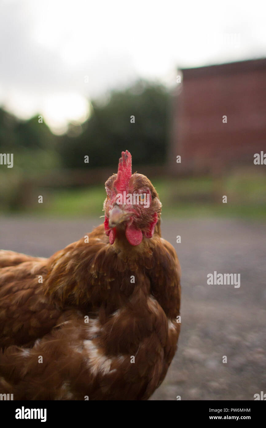 Battery hens hires stock photography and images Alamy