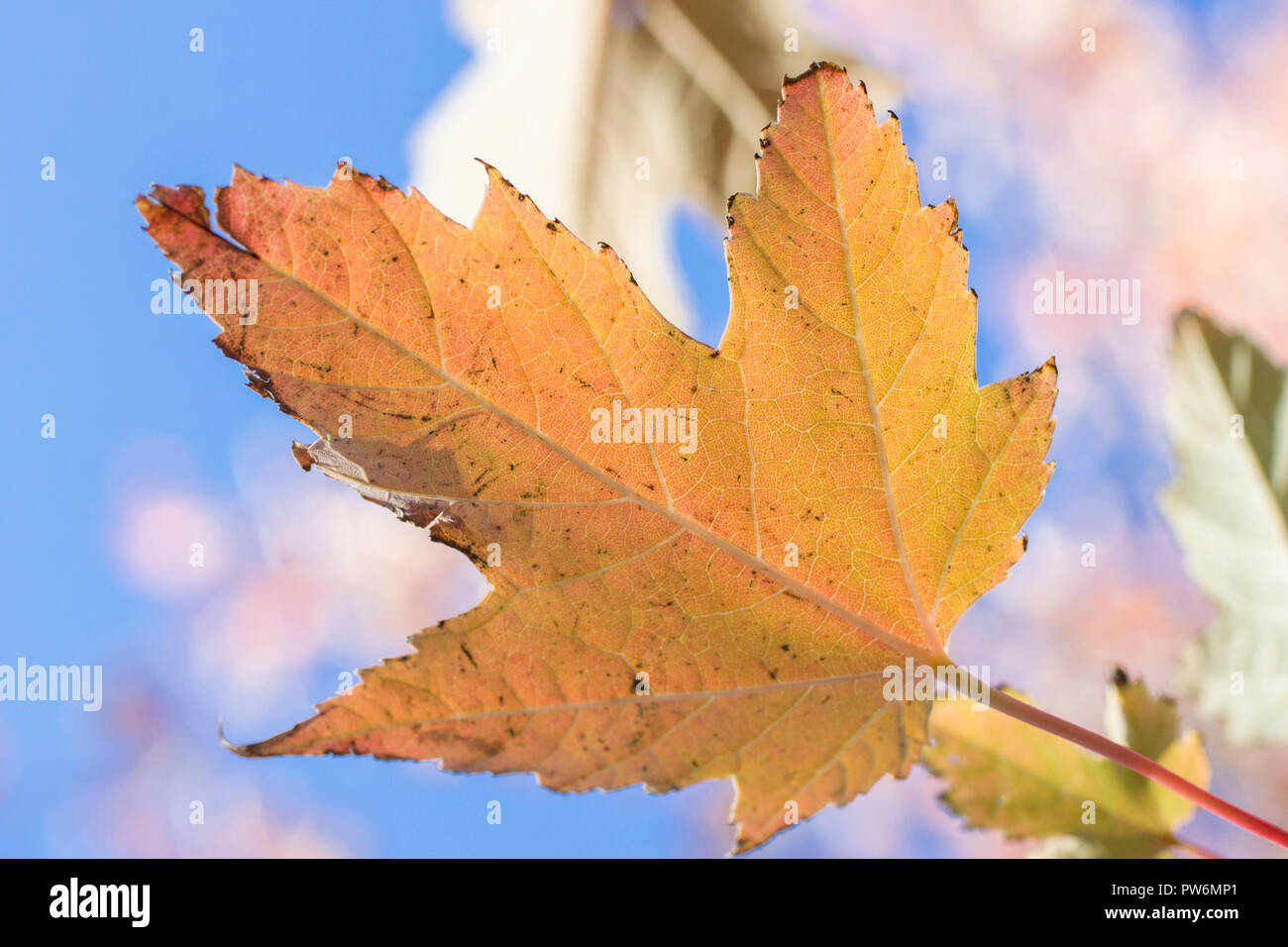 A maple leaf autumnal colours agianst a blue sky during October in Scotland Stock Photo