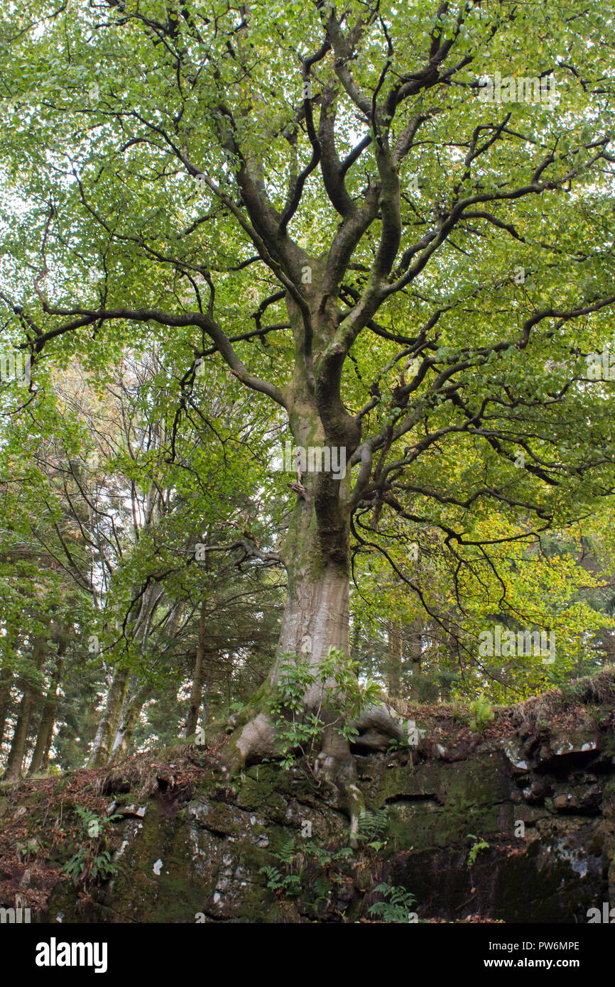 A beech tree in late summer colours  in Scotland Stock Photo