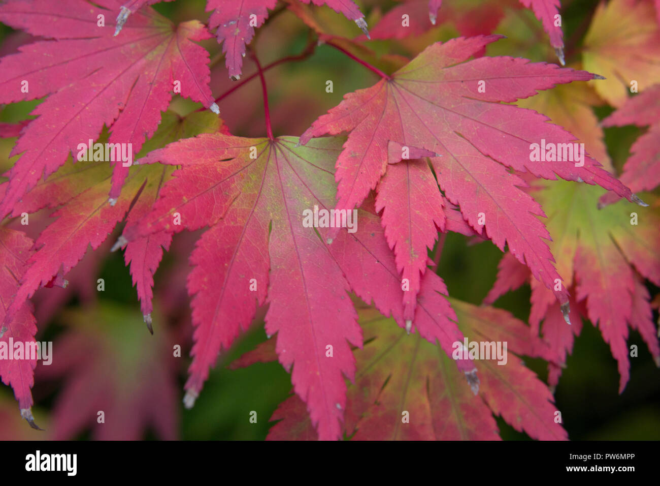 Leaves of a Japanese Maple tree in autumnal colours October in Scotland. Stock Photo