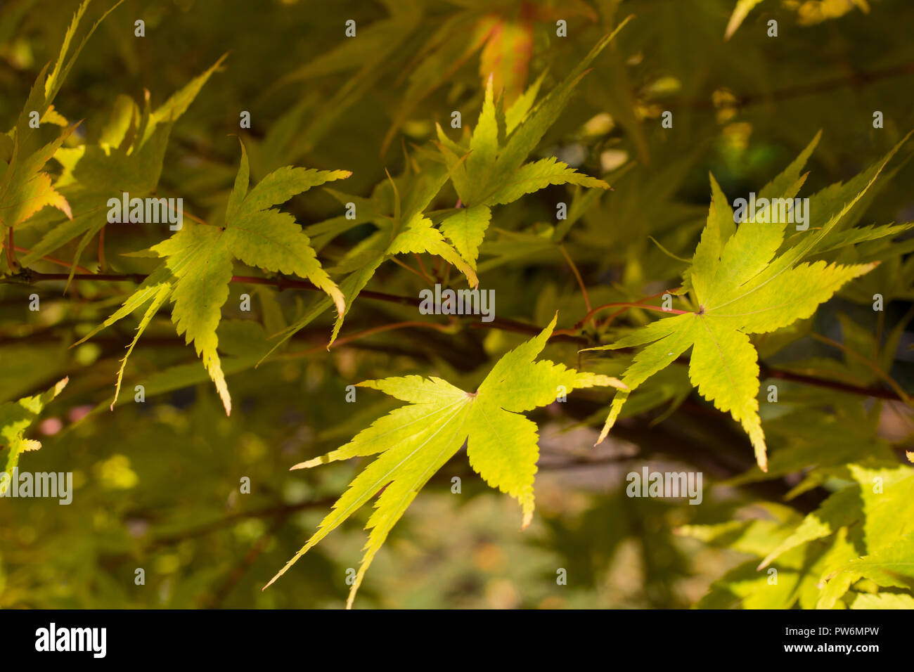 Leaves on a maple tree in autumnal colours during October in Scotland Stock Photo