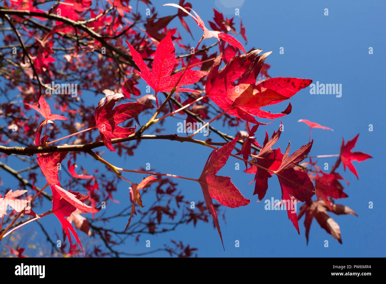 Leaves on a Japanese Maple tree in autumnal colours agianst a blue sky during October in Scotland Stock Photo