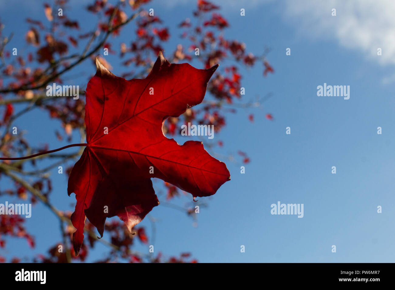 A Japanese Maple tree in autumnal colours agianst a blue sky during October in Scotland Stock Photo