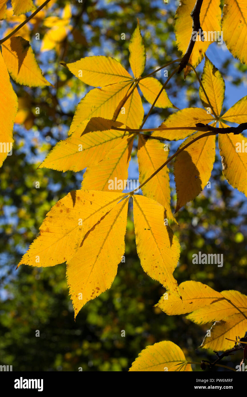 Leaves of a  beech tree in autumnal colours agianst a blue sky during October in Scotland Stock Photo