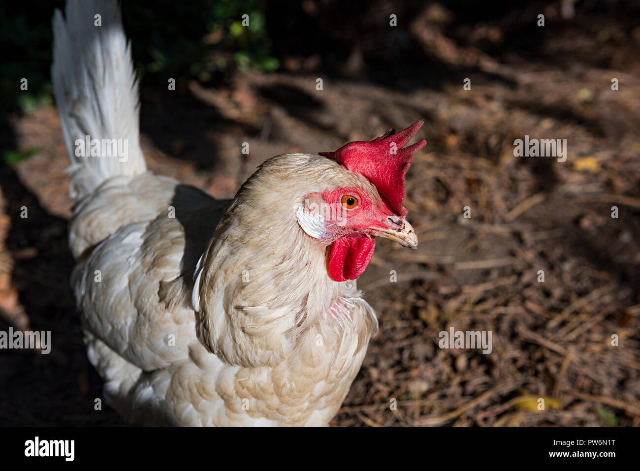 White chicken looking mysterious Stock Photo