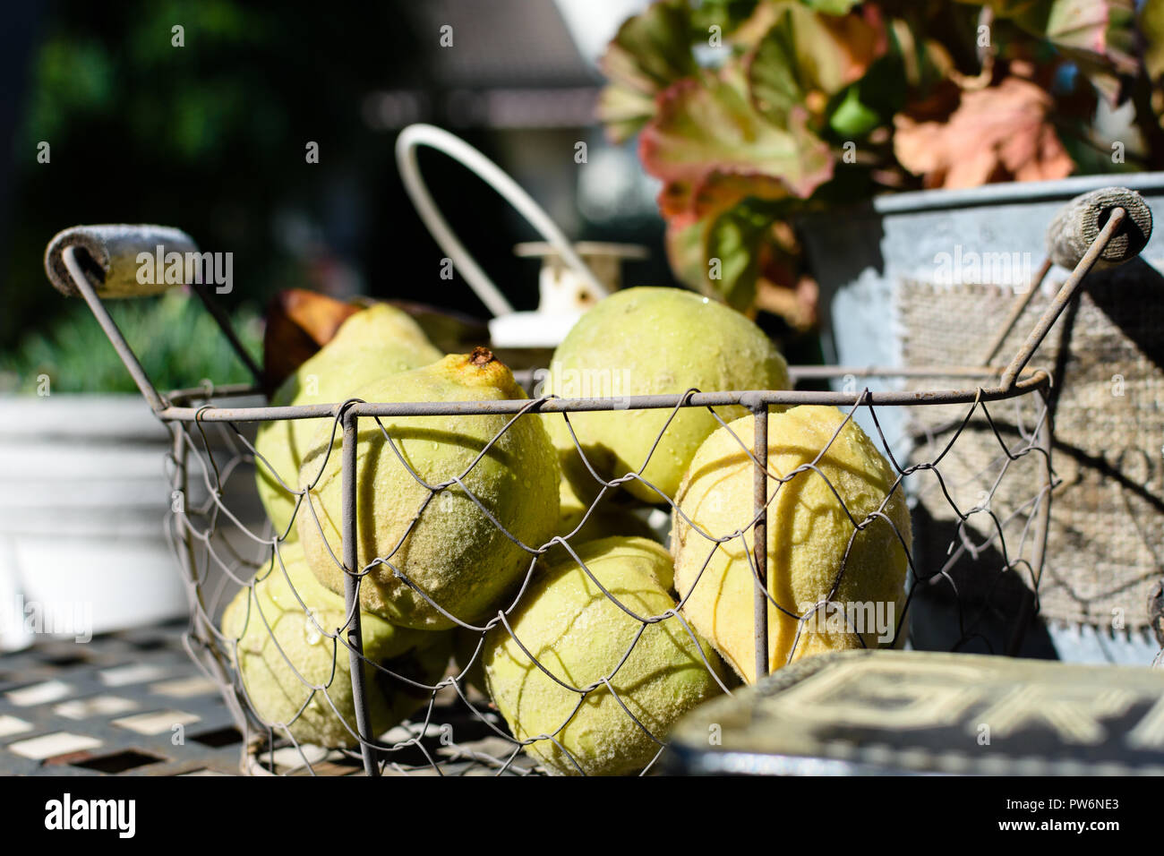 Birnen ernte herbst korb hi-res stock photography and images - Alamy