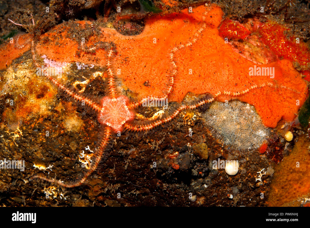 Brittlestar indian ocean hires stock photography and images Alamy