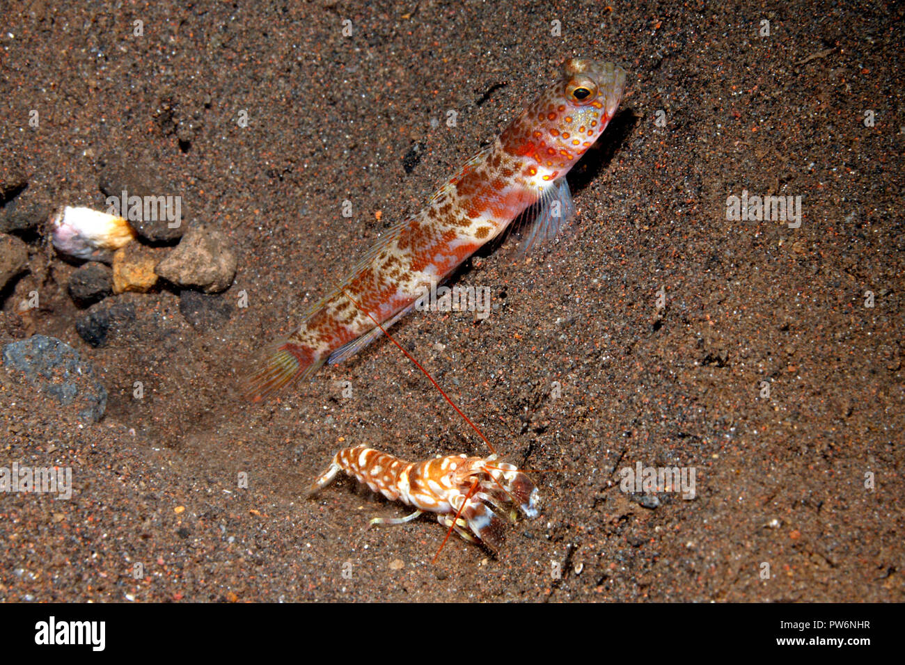 Broad-Banded Shrimpgoby, Amblyeleotris periophthalma with Alpheid Shrimp, Alpheus bellulus. See below for further information. Stock Photo