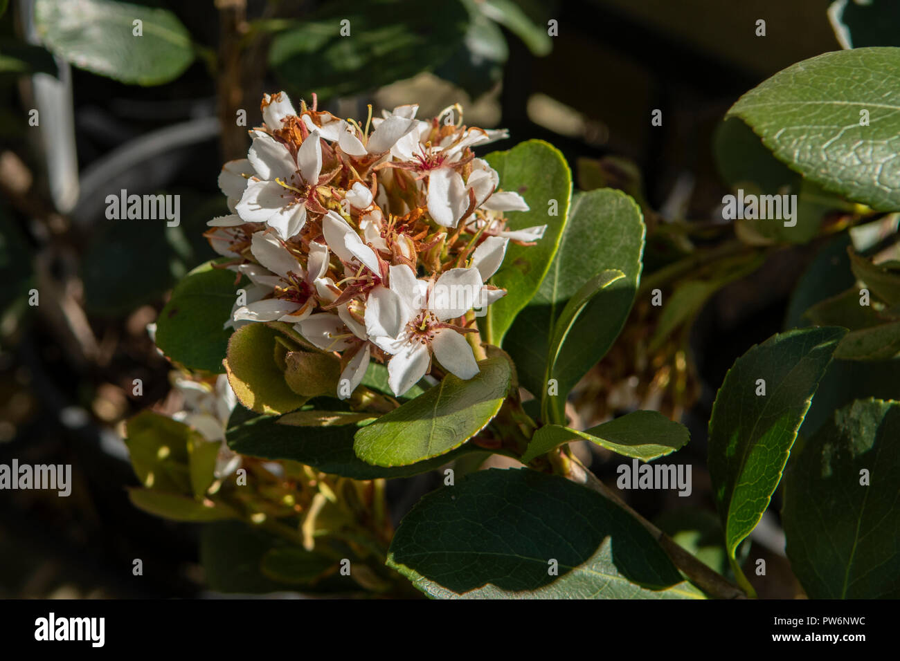 Future Plants By Randy Stewart Rhaphiolepis