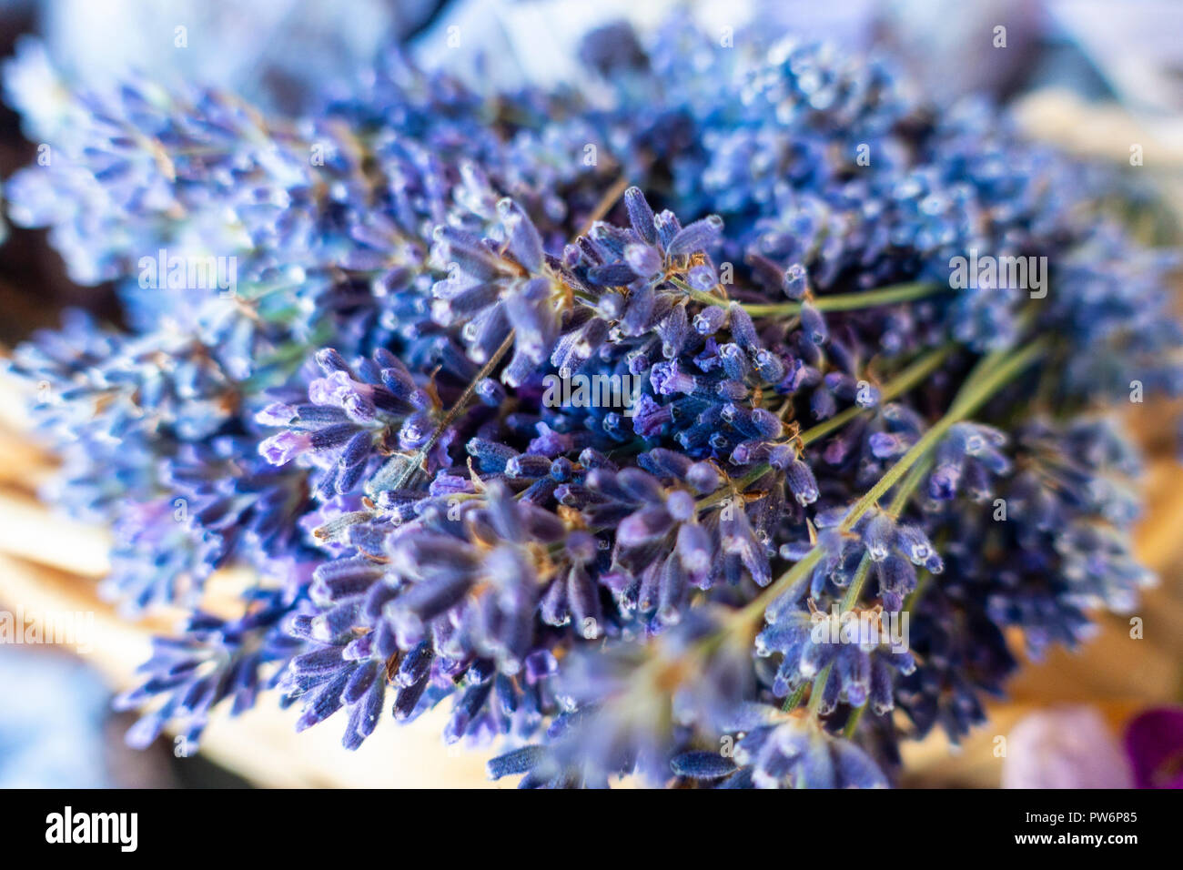 royal velvet drided french lavender bunch Stock Photo Alamy