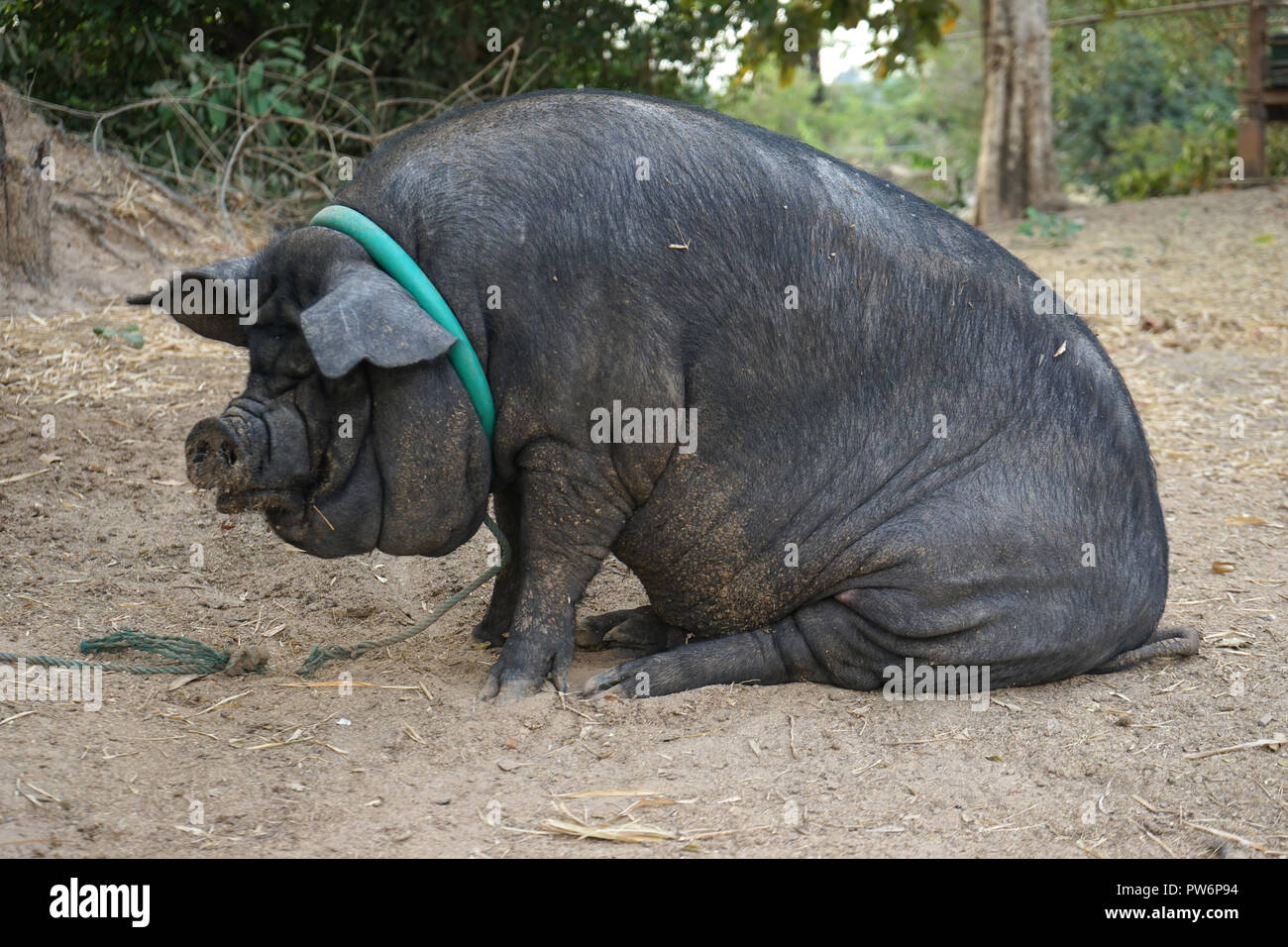 Schwarzes schwein hi-res stock photography and images - Alamy