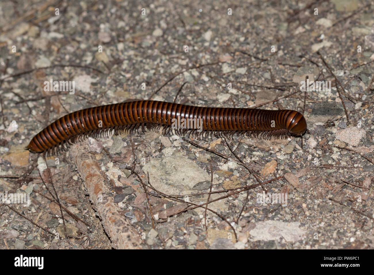 Centipede (Myriapoda), Pha Taem National Park, Isaan, Thailand Stock Photo