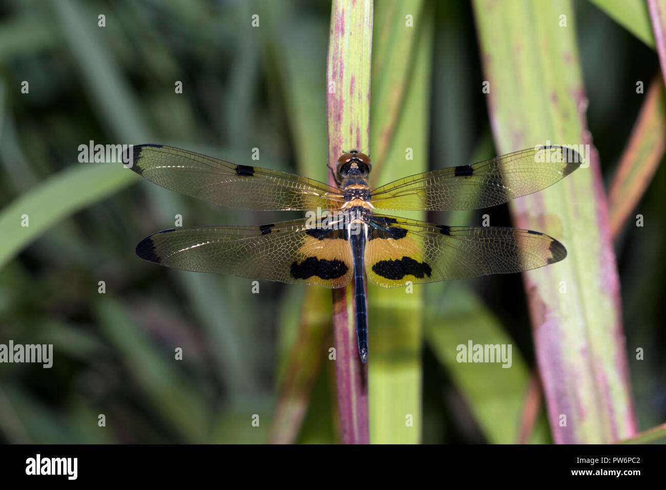 Yellow-striped flutterer (Rhyothemis phyllis), Isaan, Thailand Stock Photo