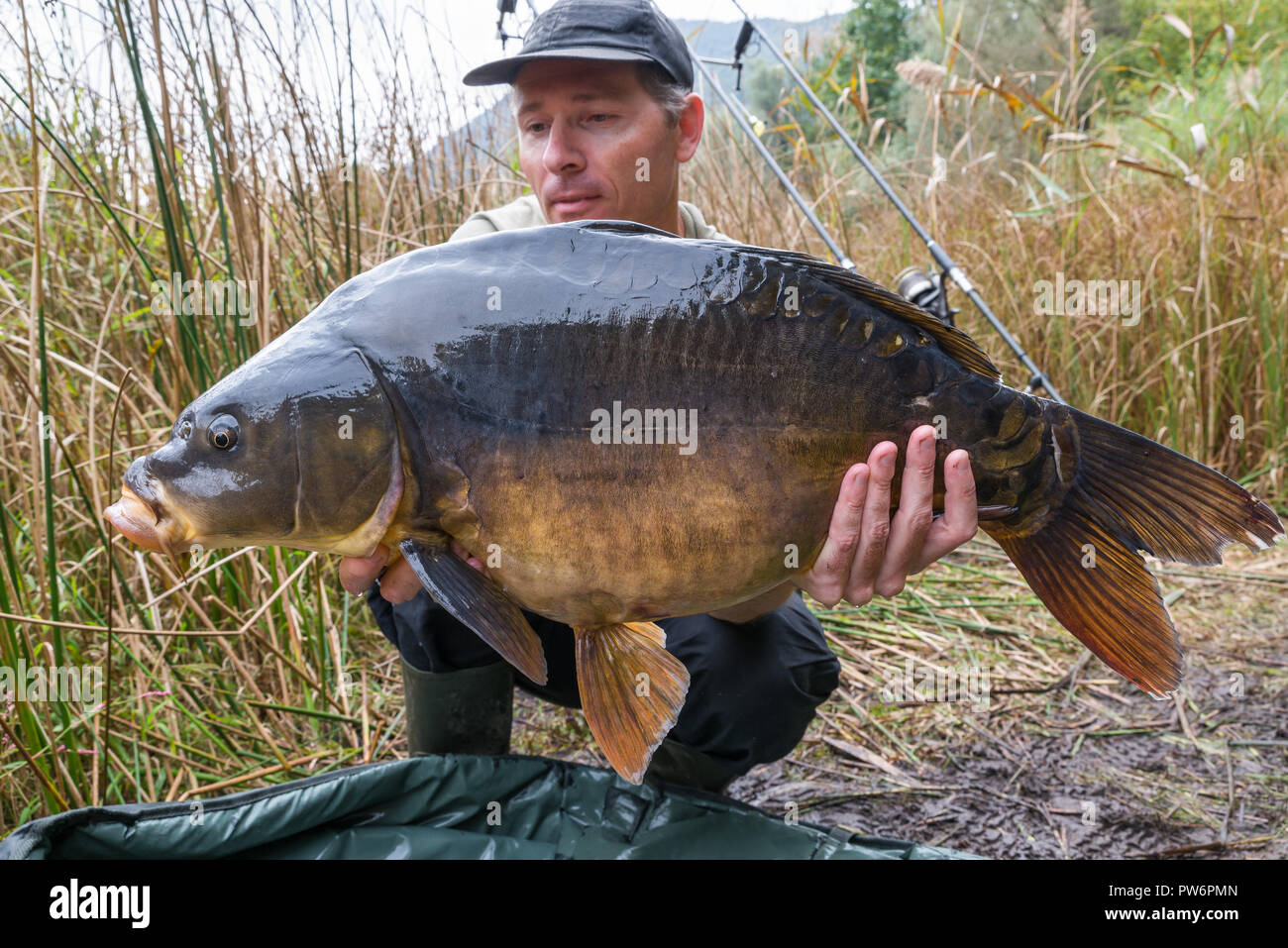 Fishing Adventures Carp Fishing Mirror Carp Cyprinus Carpio 