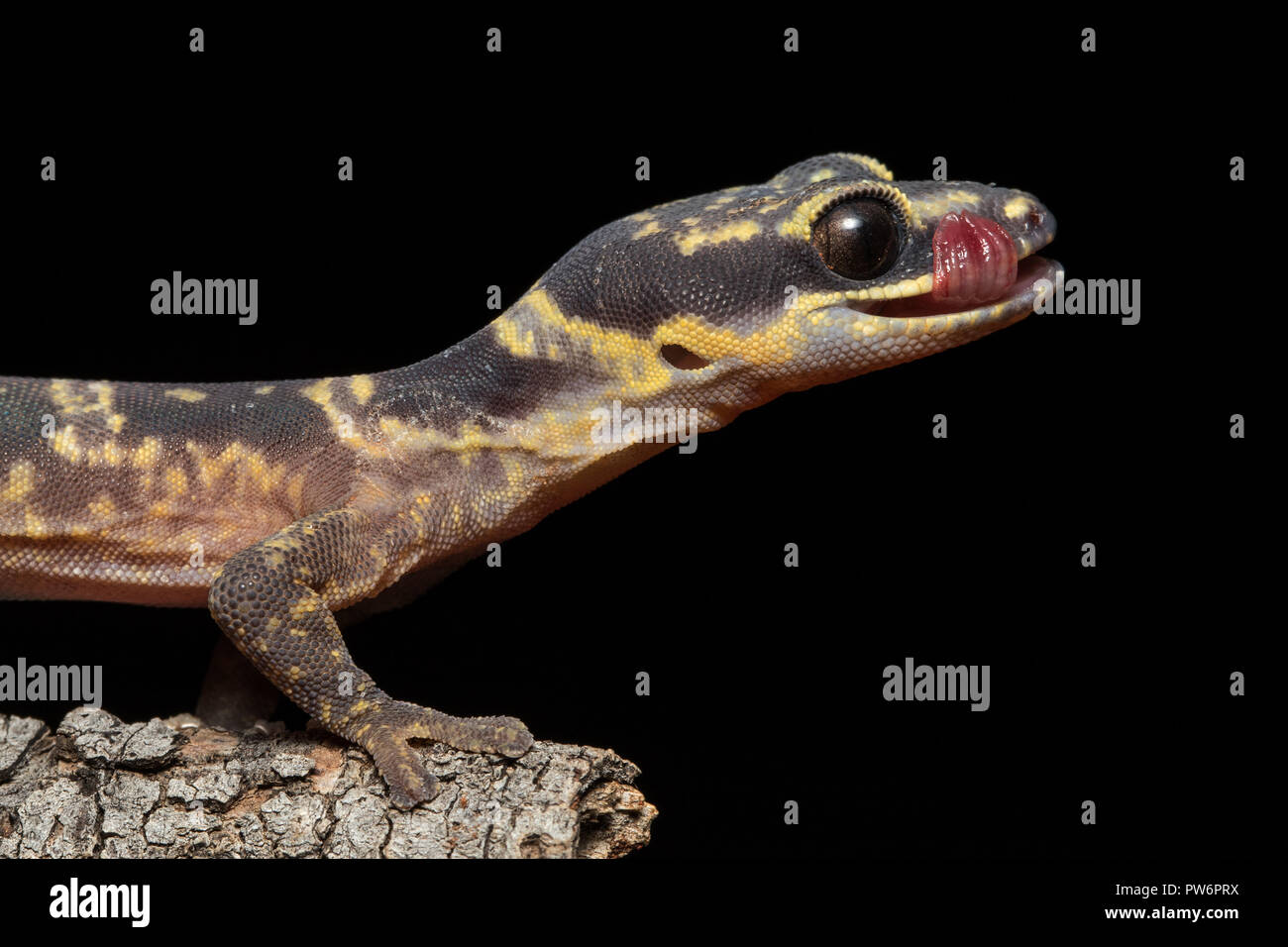 Inland Marbled Velvet Gecko Stock Photo