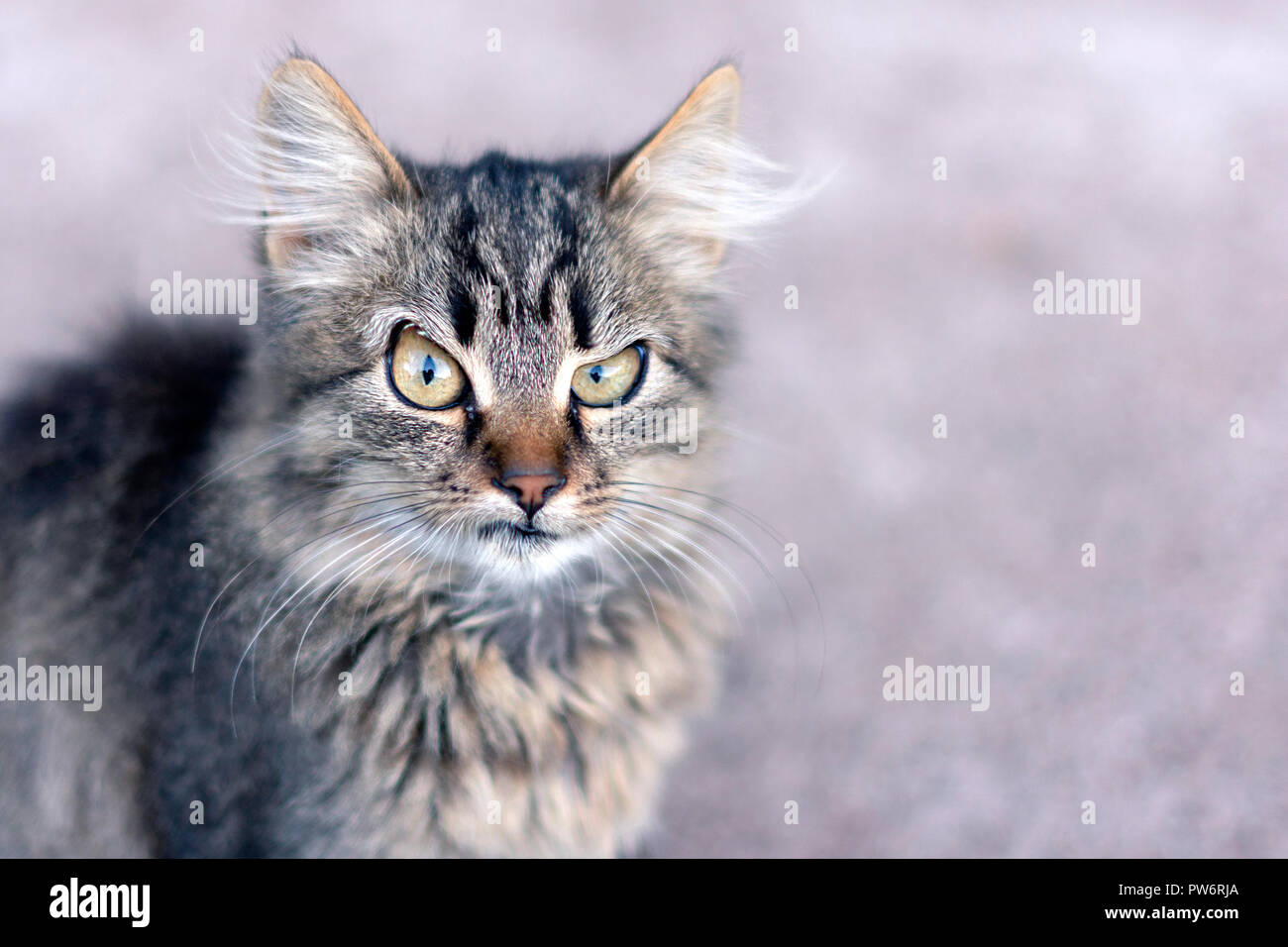 Closeup portrait of a cat with a blurred background shows the emotion of surprise. Copy space