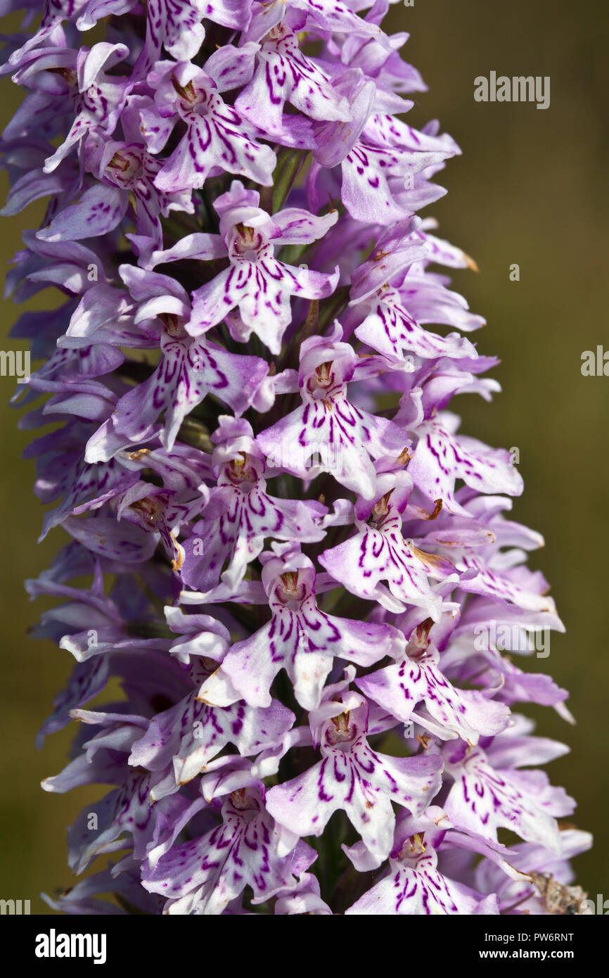 The Early Marsh Orchid has five main sub-species that are specific to doifferent regions of the UK, in North England spp. incarnata dominates. This be Stock Photo