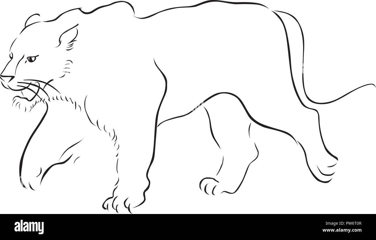 stroke vector hand drawn illustration with tiger on white Stock Vector