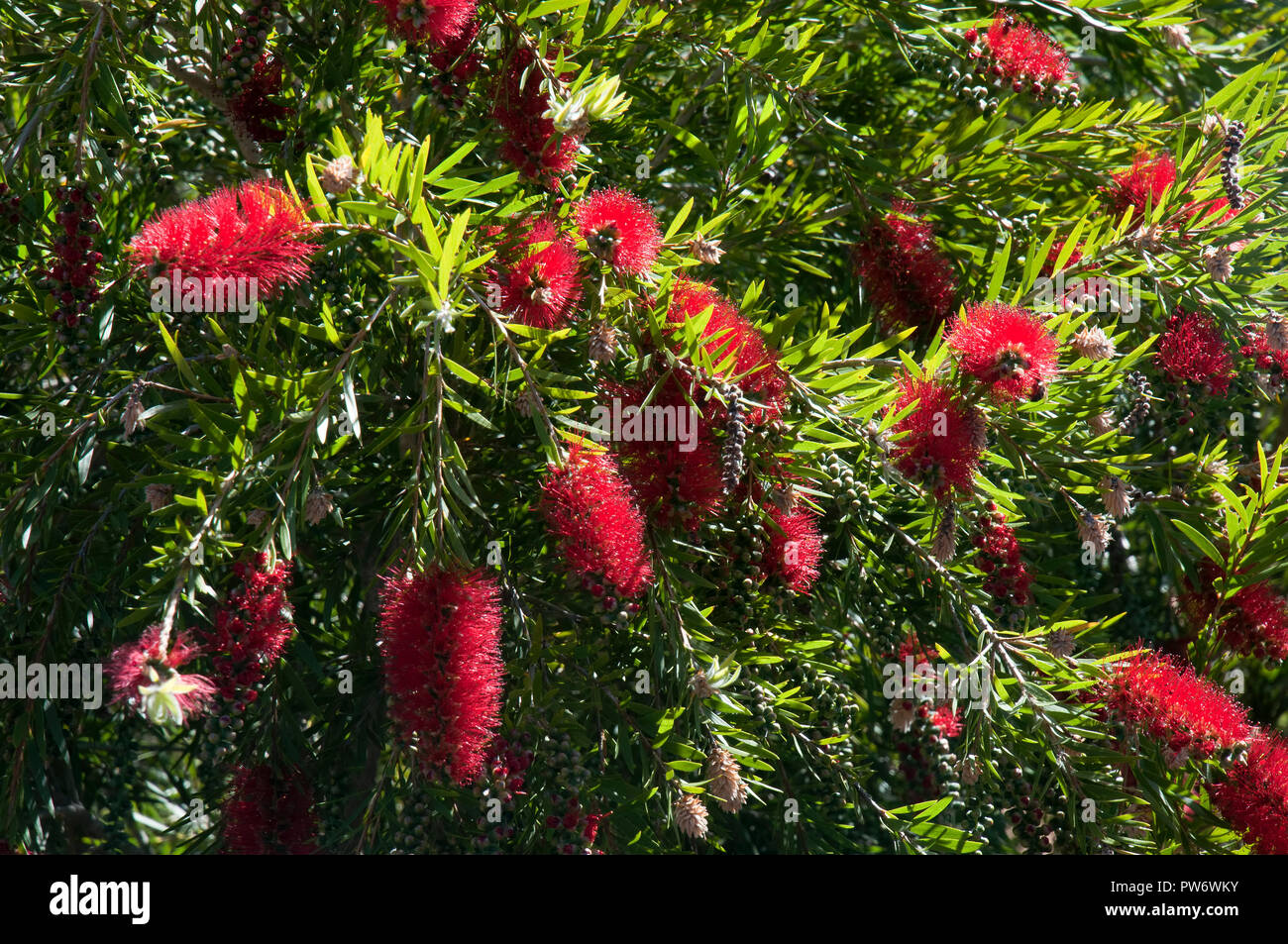 Bluff Knoll Australia, native flowering red bottlebrush tree Stock Photo