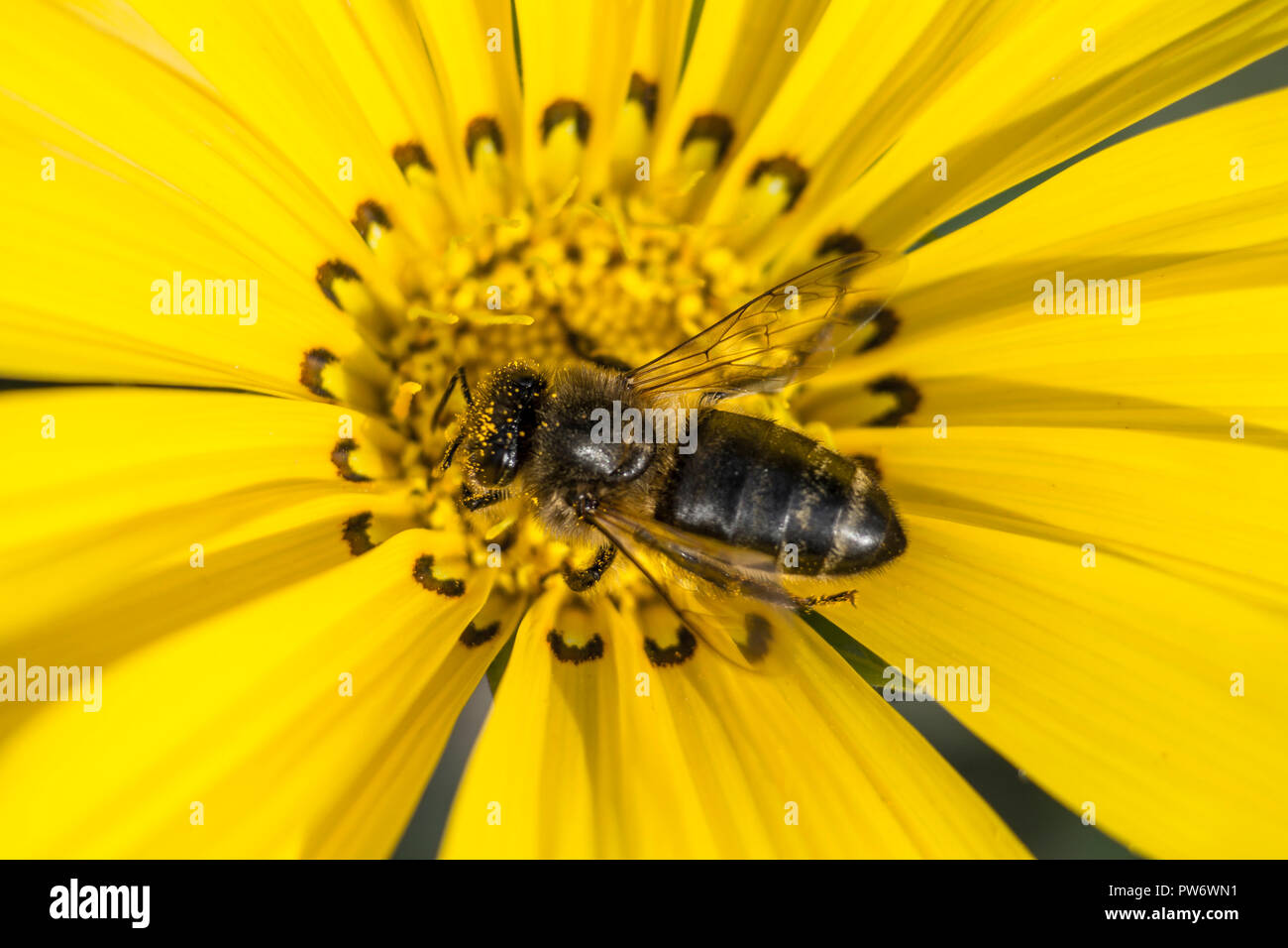 Close-up photo of a Honey Bee gathering nectar and spreading pollen Stock Photo