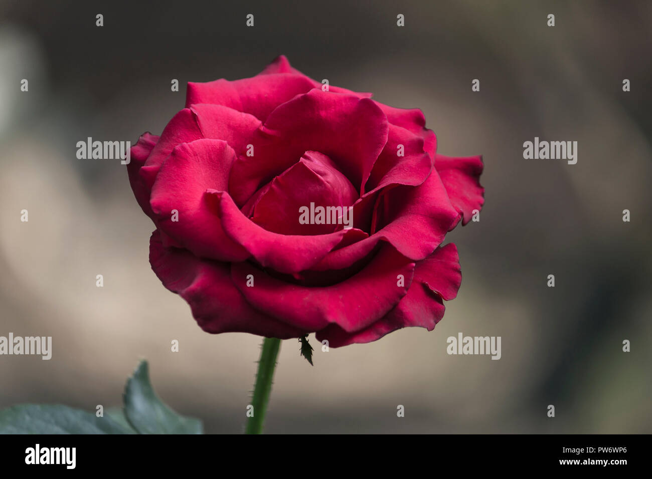 Beautiful red Rose flower on in the garden. Stock Photo