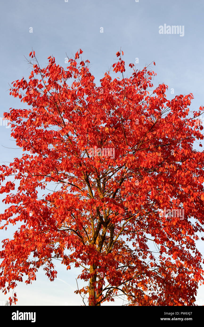 Red leafed tree against blue sky background in early autumn Stock Photo