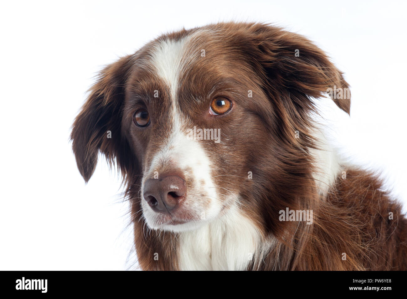 Cross Breed Dog portrait with white studio background Stock Photo