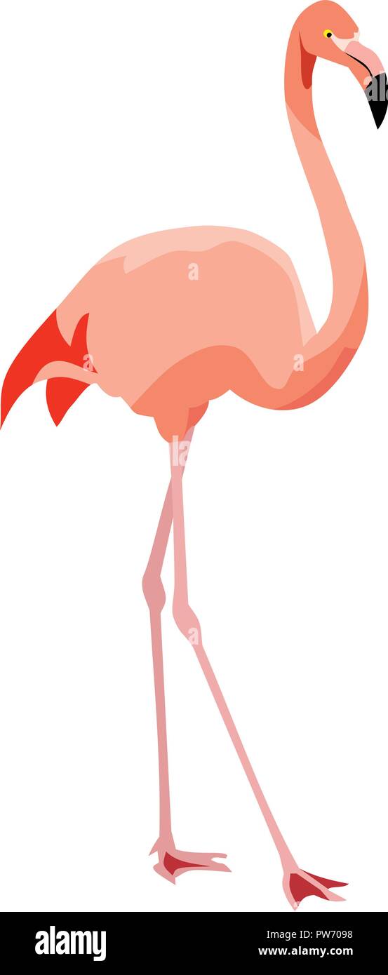 Flamingo Bird Animal Vector Illustration Stock Vector Image & Art - Alamy