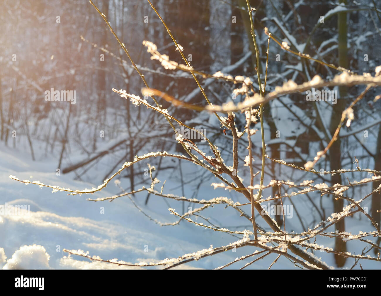 Soft focus background of snow-covered branches against the winter forest. Stock Photo